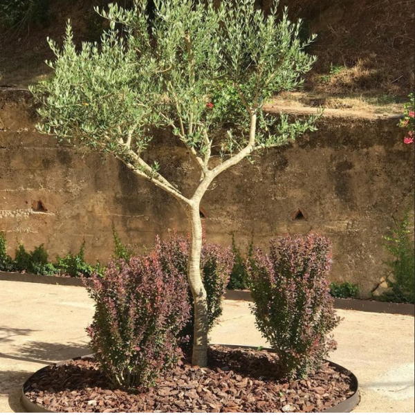 CREACION JARDIN(2)