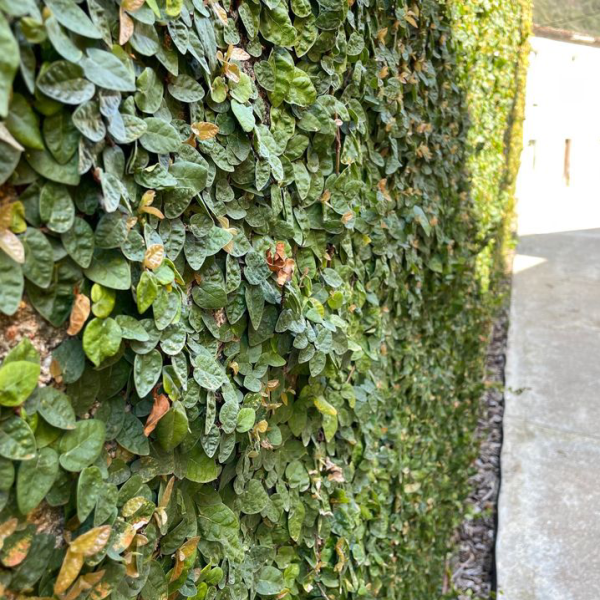 FICUS REPEND