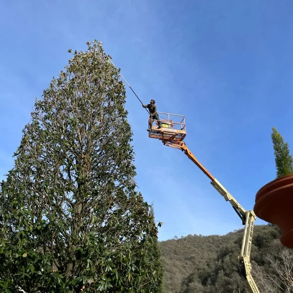 PODA ALTURA(2)